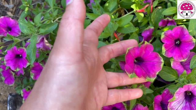 Update of Container Garden: Grand Traverse Recipe, Wooden Barrel Planter, and Wheelbarrow Planter смотреть онлайн