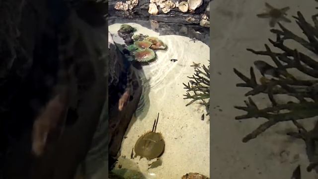 Aquaria Center в Куала-Лумпур смотреть онлайн