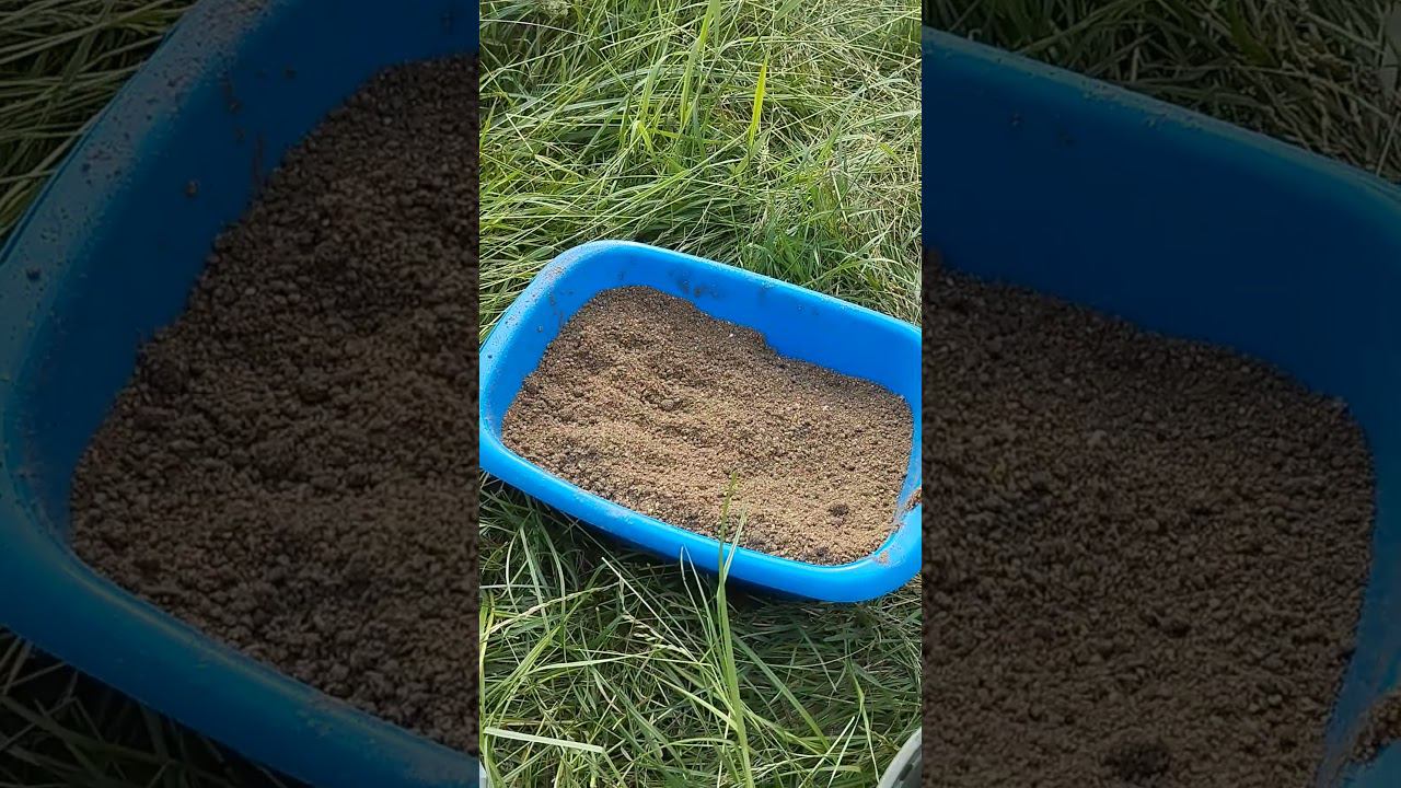 Рыбалка 2024. Приехали на остров половить леща. #shortvideo #fishing #рыбалка #fish #природа смотреть онлайн