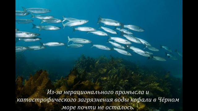Международный день Чёрного моря  #МеждународныйДеньЧёрногоМоря #ЧёрноеМоре