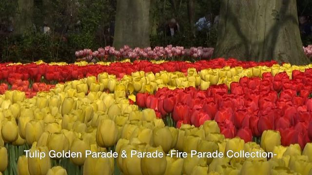 Tulip Golden Parade and Parade -Fire Parade Collection- смотреть онлайн
