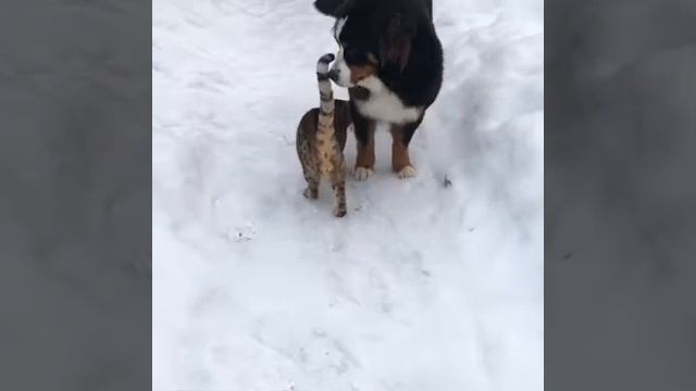 Бенгальские кошки и собаки смотреть онлайн