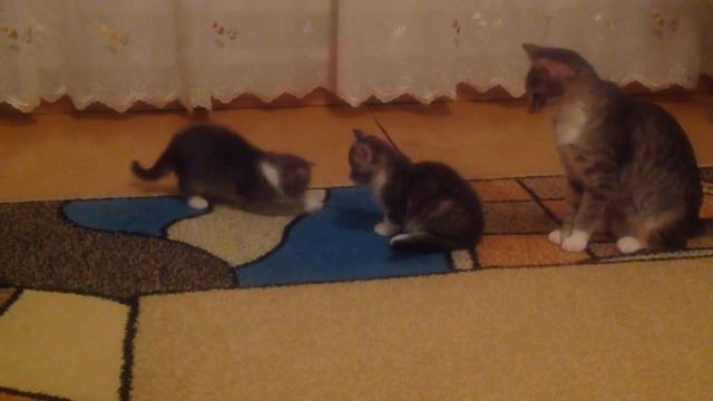 Кошка принесла котятам мышку смотреть онлайн