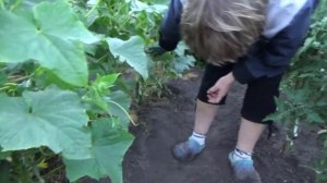 Огурцы - "Кураж" в открытом грунте