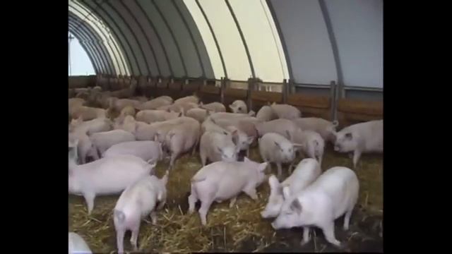 Выгодное свиноводство. Содержание свиней на глубокой подстилке смотреть онлайн