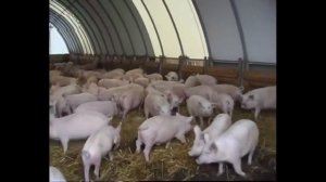 Выгодное свиноводство. Содержание свиней на глубокой подстилке