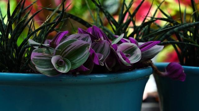 Growing Tradescantia / Wandering Jew Care & Propagation