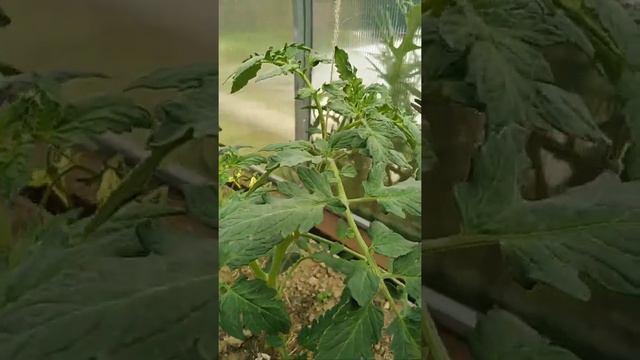 Формировка томатов #томаты #формирование #дача #огород