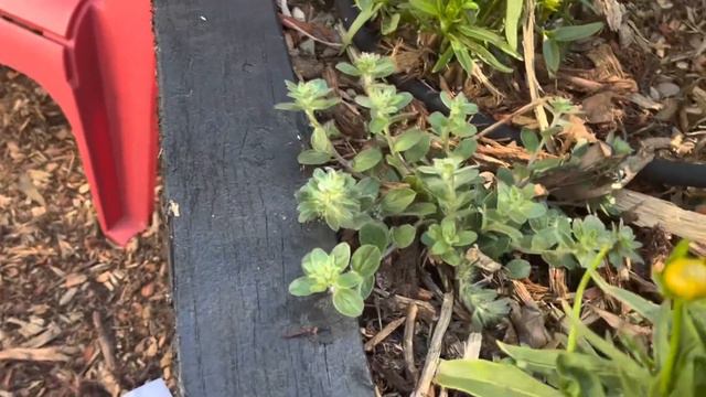 Planting a Large Container for Pollinators смотреть онлайн