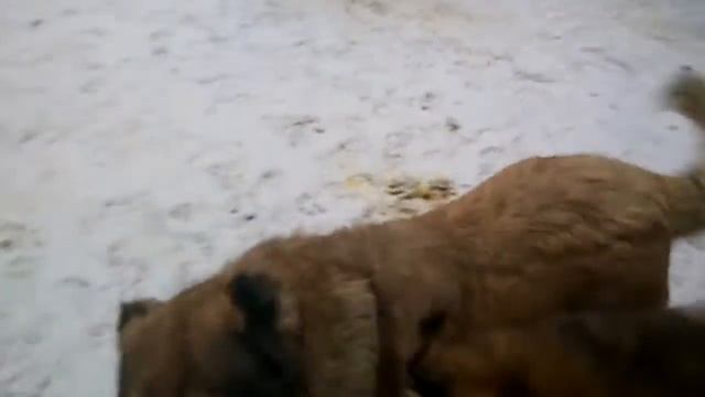 Долина и Факсимиле смотреть онлайн