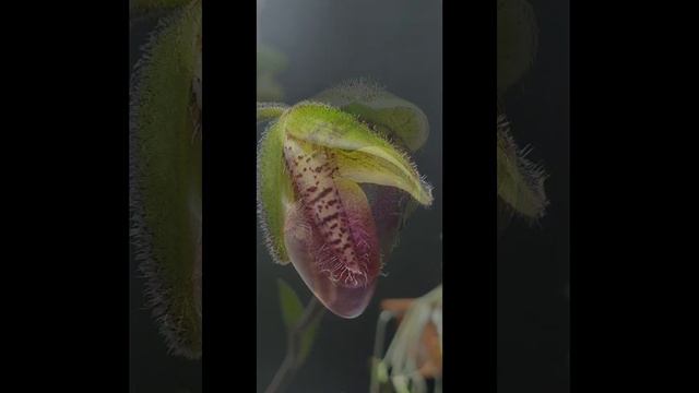 paph pinocchio смотреть онлайн