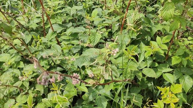 Начинаю травосбор. Привет с Алтая🌾🌾🌾 смотреть онлайн