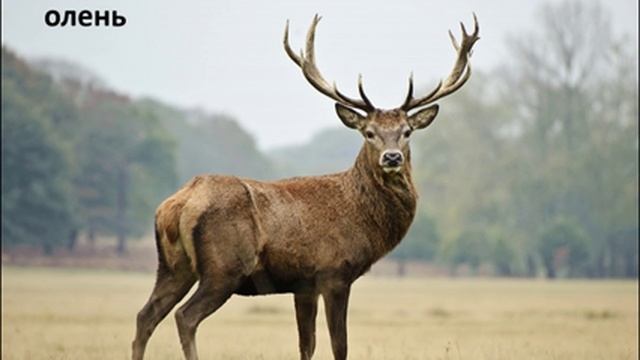 Загадкки про диких тварин