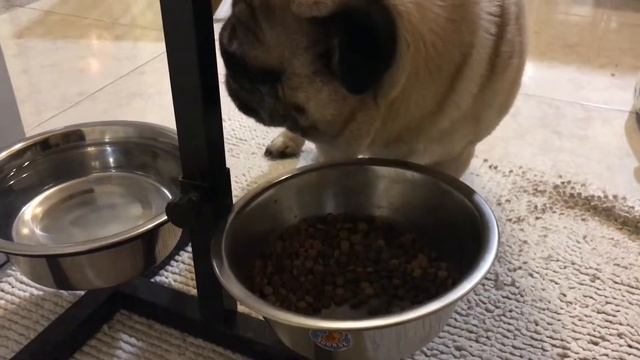 Мой мопс Мишка кушает и играет.
