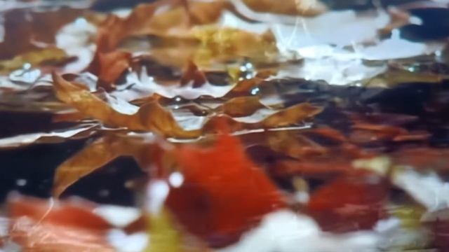 истина и правда. Автор Наталья Шевченко. смотреть онлайн