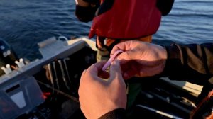 Как поймать судака на отводной поводок 2020