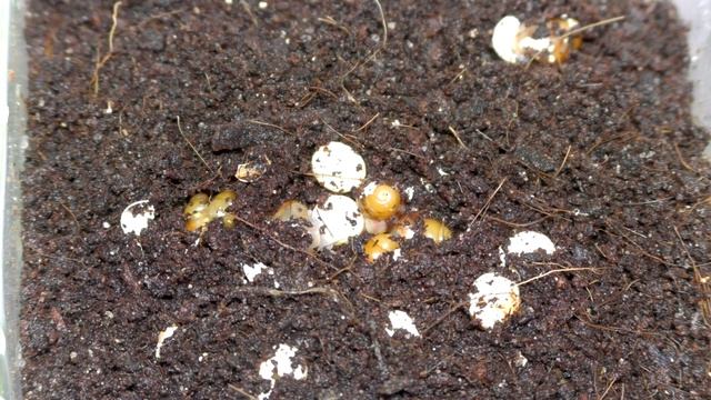 Вылупились улитки ахатины - что делать? Вылупление улиток из яиц. Новорожденные улитки смотреть онлайн