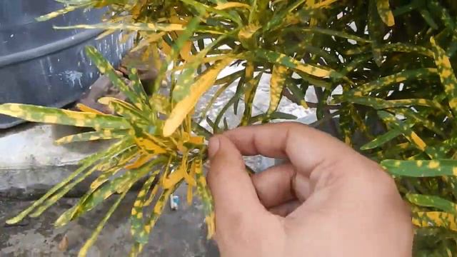 ALL MY PLANTS neem croton pothos yucca lemon смотреть онлайн