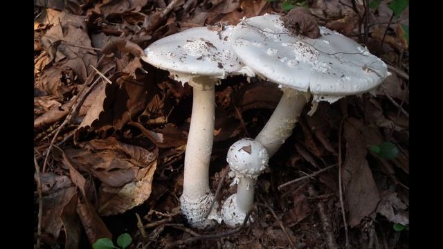 Amanita Abrupta