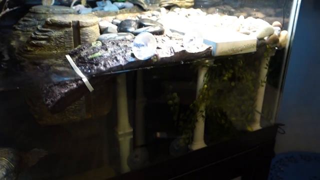 Tetrafauna Viquarium Turtle Tank Setup смотреть онлайн