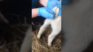 Купирование хвостов ягнятам Дорпер резинками.