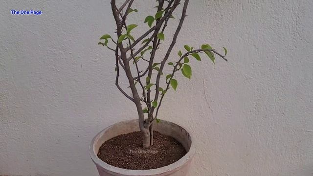 Use this fertilizer for 900% more flowering || Bougainvillea flowering tips смотреть онлайн