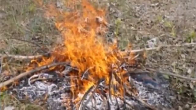 Максим Сафиулин - Не путайте природу с общепитом! (авторская) смотреть онлайн