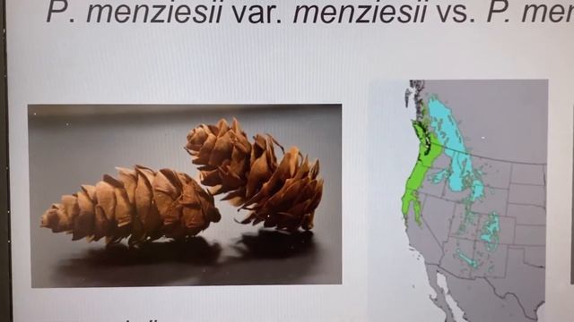 Pseudotsuga menziesii var. glauca vs. Pseudotsuga menziesii var. menziesii смотреть онлайн