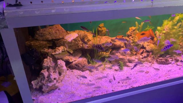 Разводня у Мастера смотреть онлайн