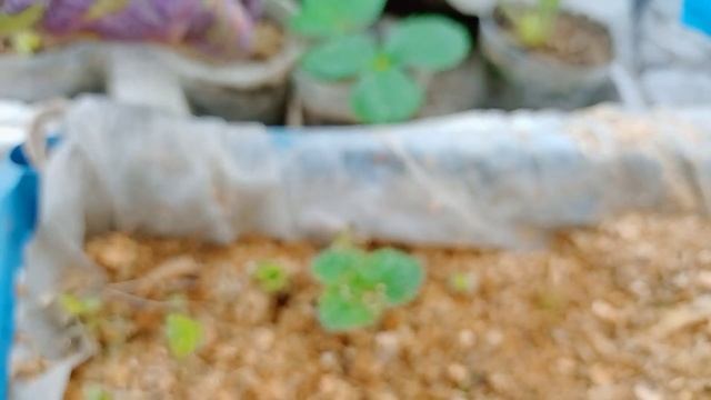 Моя рассада просится на дачу, на воздух. смотреть онлайн