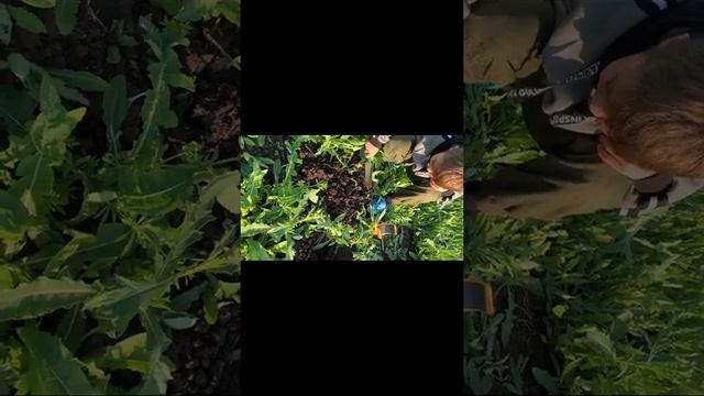 Ищем клад на даче смотреть онлайн