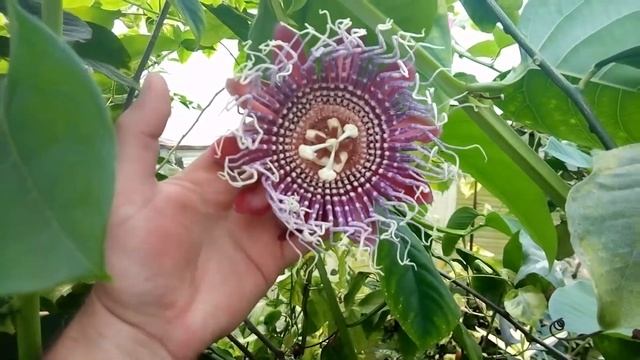 Passiflora decaisneana, летнее цветение смотреть онлайн