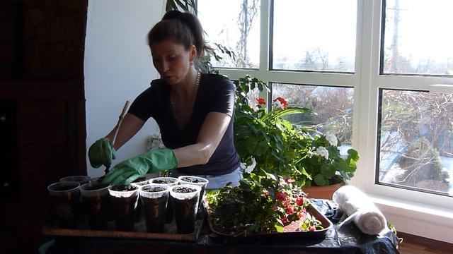 Декоративный сад своими руками. Черенкуем бальзамин. смотреть онлайн