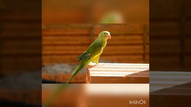 Сказочная природа.Павлины???Попугаи??? смотреть онлайн