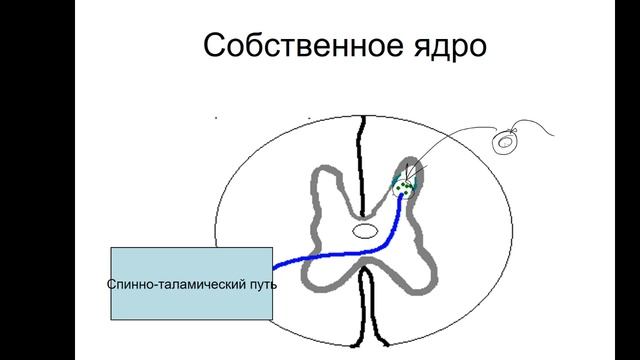 Нервная система  Спинной мозг