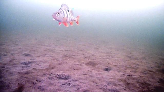 Крупный окунь промахнулся и больше не захотел гвоздекубика #fish #fishing #perch #окунь #рыбалка