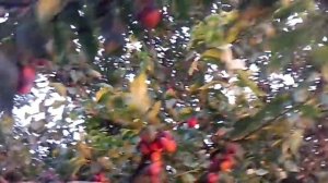 Алыча «Обильная».(Красно-фиолетовая крупноплодная).