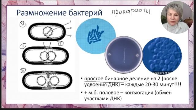 Бактерии. Всё что нужно знать о бактериях для ОГЭ/ЕГЭ по биологии.
