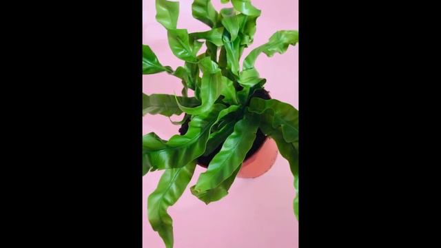 Asplenium Hurricane смотреть онлайн