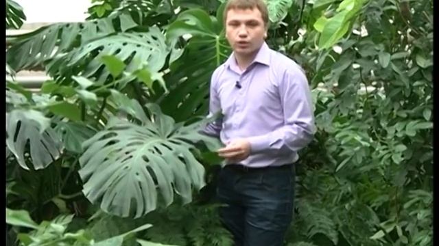 Полакомимся монстерой? смотреть онлайн