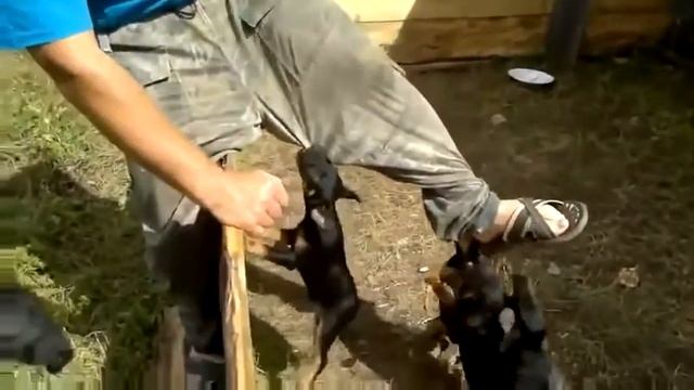 Злые собаки!? Приколы) смотреть онлайн