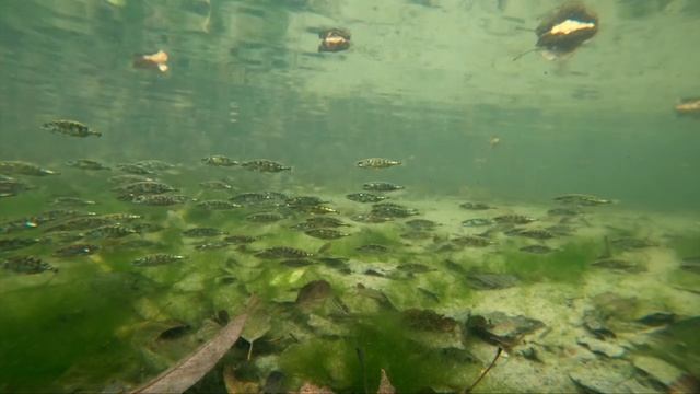 Siedlisko cierników. Stickleback habitat (Gasterosteus aculeatus) смотреть онлайн