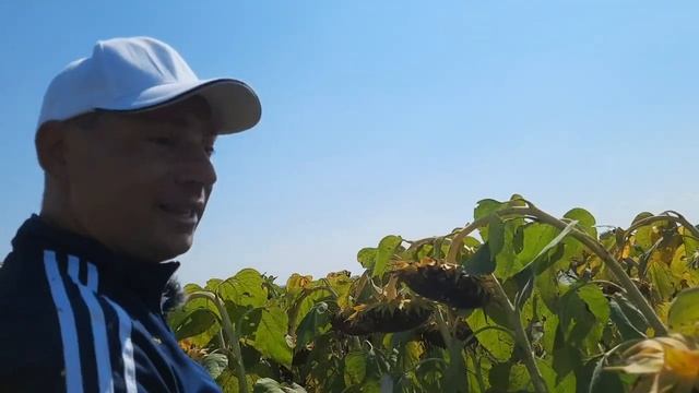 Супер Ультра Ранний подсолнечник СУР 72-76 дней. Масличный сорт 48% для второго урожая на полях. смотреть онлайн