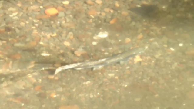 Guadalupe Watershed Chinook Run 2016 смотреть онлайн