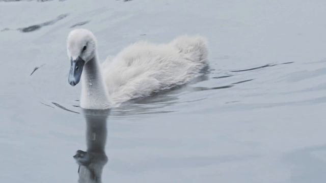 birds ducks #short #viral #shortvideo смотреть онлайн