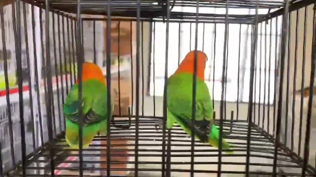 Green Opaline vs. Green Opaline Split to Yellow-faced Lovebirds - Color Mutation Comparison смотреть онлайн