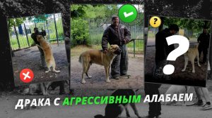 Коррекция агрессивного поведения у алабая (САО)