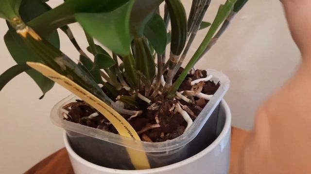#Dendrobium_atroviolaceum_var_compactum #цветение январь 23г смотреть онлайн