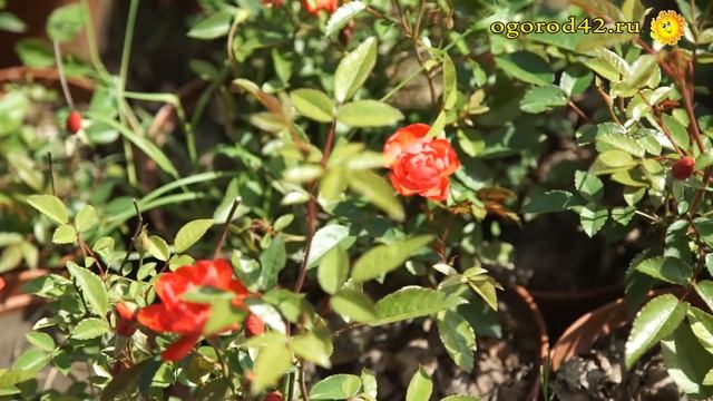 Можно ли розой назвать шиповник? смотреть онлайн