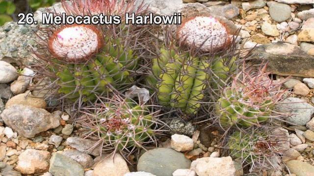 52 TIPOS DE MELOCACTUS смотреть онлайн